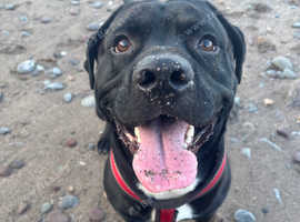 Male 2 year old cane corso x staffy