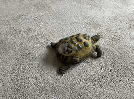 6 year old Tortoise female