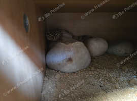 2 year old leapard gecko