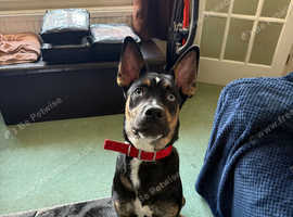 Husky/rotweiler/ mastiff