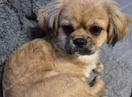 6 months old tibetan spaniel