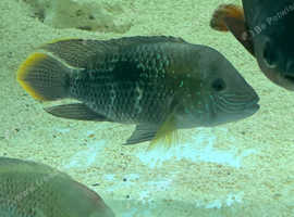Green terror