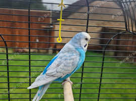 Spangle budgies for hot sale sale