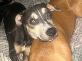 Beautiful boy for sale