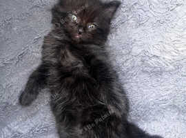 Lovely fluffy kitten male is looking for new home