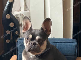 Beautiful French bulldog