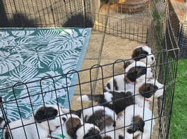 Pups for sale