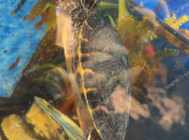 X2 yellow bellied slider turtles
