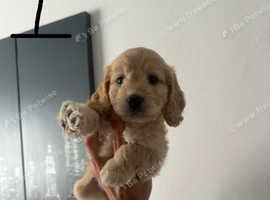 Cockpoo pup