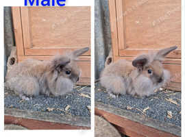 9 week old lion head rabbits