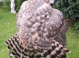 2025 goshawks
