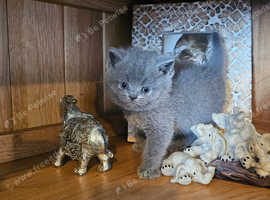 British shorthair kittens for sale