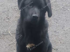 Mastiff puppy male