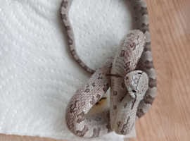 Grey  rat snake hatchlings