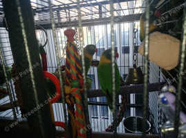 3 Beautiful fisher love birds semi tame.. With cage not in photo