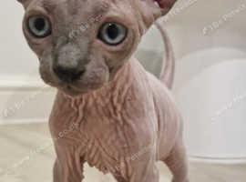 Sphynx kittens