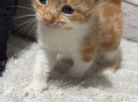 Beautiful loving, playful kittens