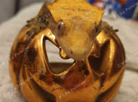 Female Harlequin Dalmatian Crested Gecko