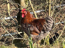 Two Cockrell looking for a nice home