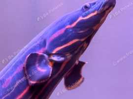 3ft Fire Eel For Sale.