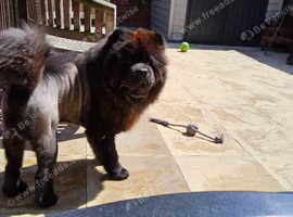 Black chowchow
