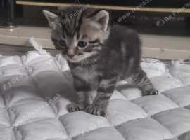 Kittens