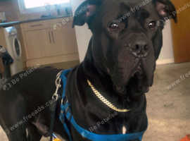 Cane corso