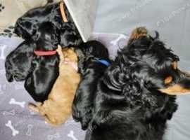 Red Cockerpoo Puppies For Sale