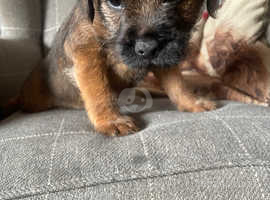Border terrier pup for sale ( boy)