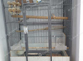 2 Diamond doves australlian birds