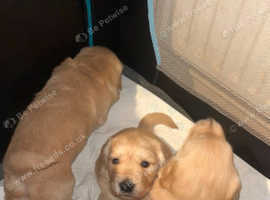 Golden retriever puppies