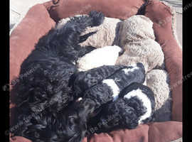 Male Show Cocker Spaniel Puppy