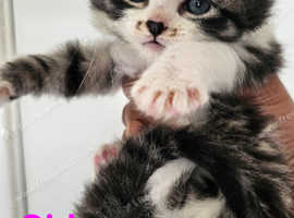 Kittens