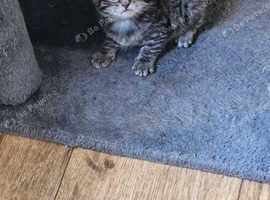 3 OUTSTANDING KITTENS