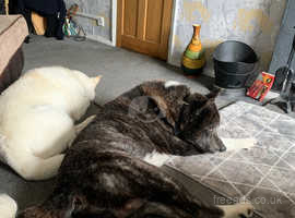 Japanese Akita looking for forever home