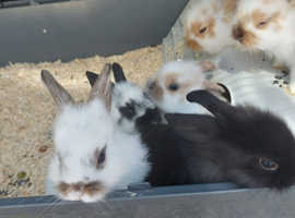 3 rabbits very cute and nice