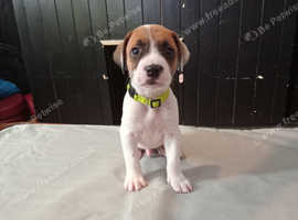 Bullmastiff/labrador puppies