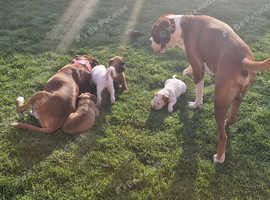 5 week old kc pedigree boxer puppies