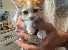Kittens