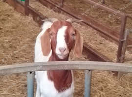 Stud keep wanted for two nanny goats