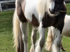 Very Handsome 2 year old Coloured Gelding