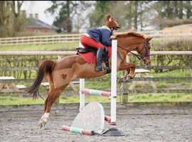 All round pony
