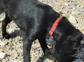 Girl Patterdale pup