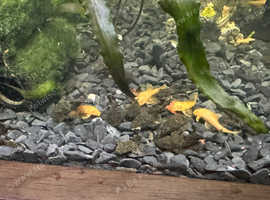 Baby Golden & Common Bristlenose Plecos, 2 for £5 or 5 for £10