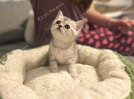 Beautiful British Shorthair kittens