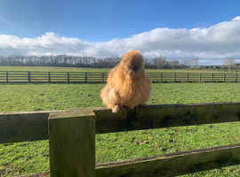 Pekin and silkie bantams for sale