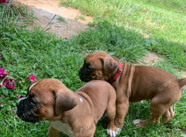 Boxer Puppies for New Homes