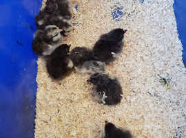 White Star Chickens For Sale Rehome In Garstang Find Chickens