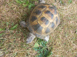 Horsefield Tortoise, Male 7 Years Old, Fit And Healthy, Tortoise Only