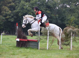 14hh safe family all rounder.